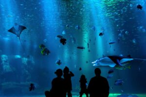 blog-partir-sur-la-cote-d'emeraude-grand-aquarium-saint-malo